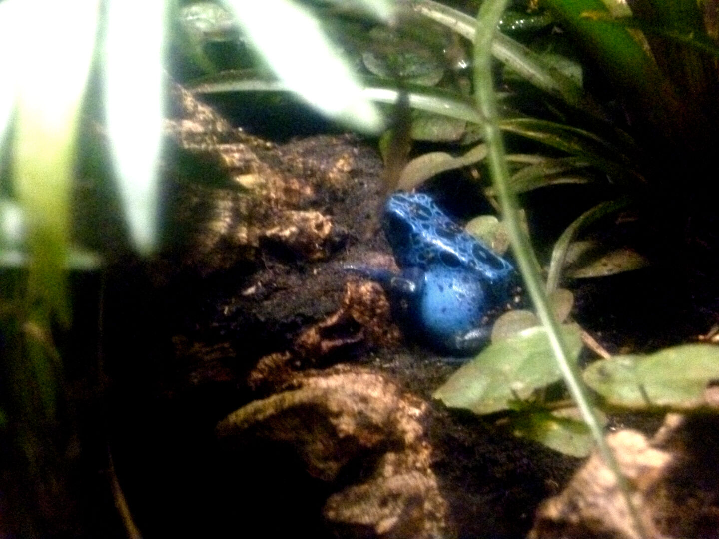 A blue poison dart frog chilling among some leaves